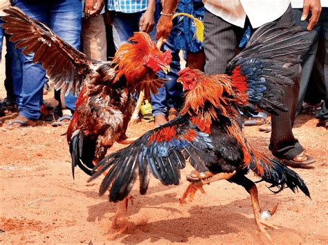 rooster gaffs|Grit and Steel: Anatomy of Cockfighting .